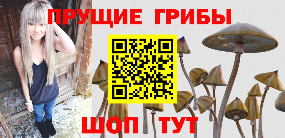 Рассказово  Псилоцибиновые грибы MAGIC MUSHROOMS  Вход с VPN  Галлюциногенные грибы Psilocybe 